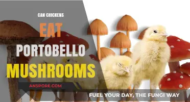 Can Chickens Safely Eat Portobello Mushrooms? A Feeding Guide