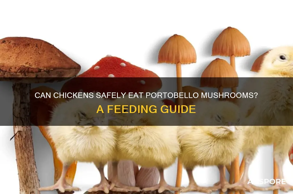 can chickens eat portobello mushrooms