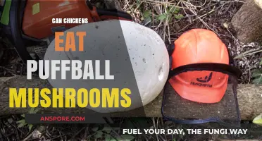 Can Chickens Safely Eat Puffball Mushrooms? A Complete Guide