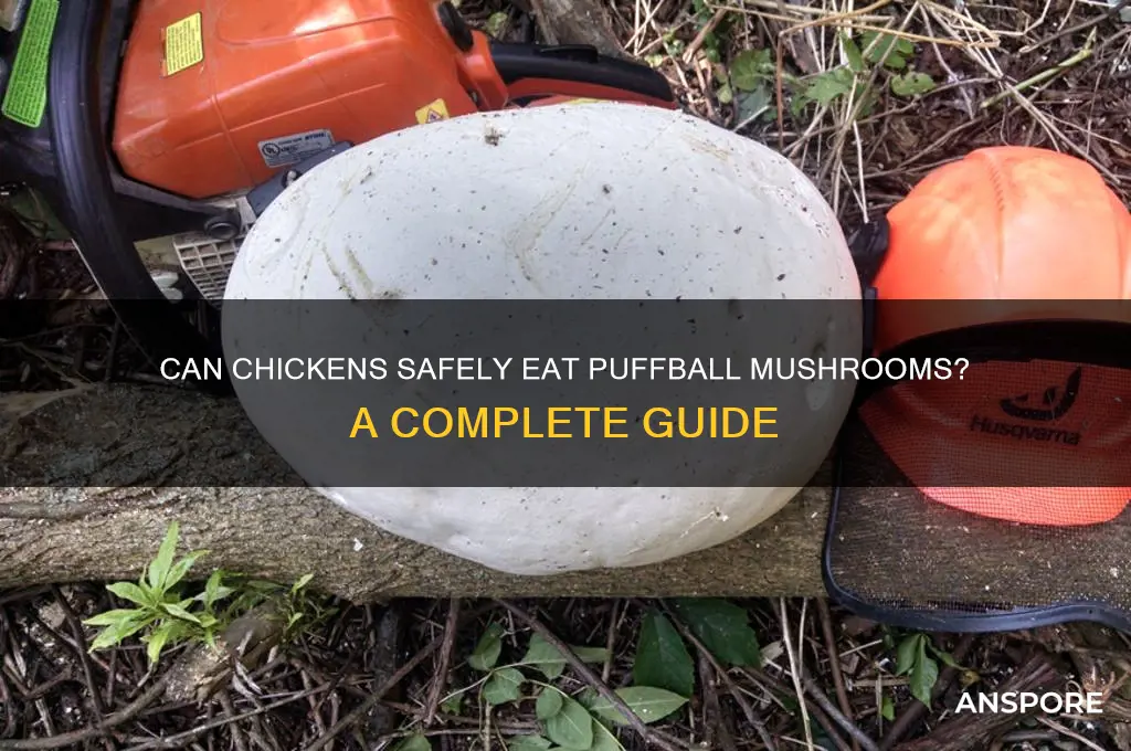 can chickens eat puffball mushrooms