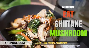 Can Chickens Safely Eat Shiitake Mushrooms? A Feeding Guide