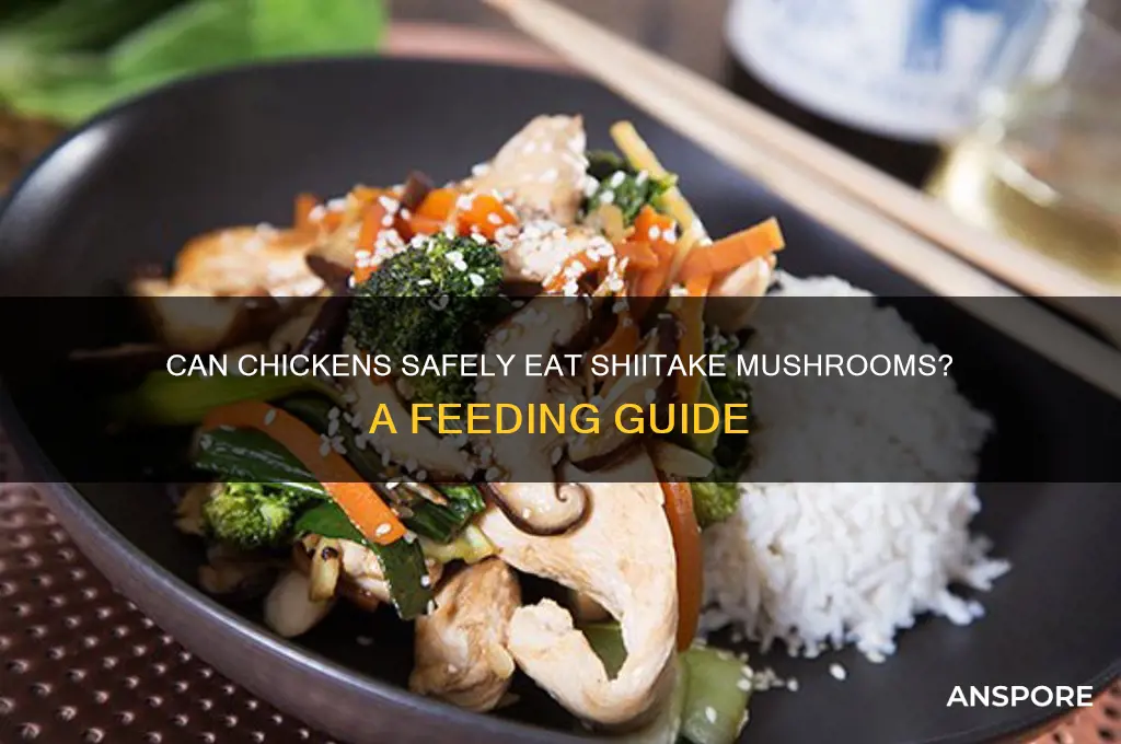 can chickens eat shiitake mushrooms