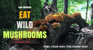 Can Chickens Safely Eat Wild Mushrooms? Risks and Guidelines