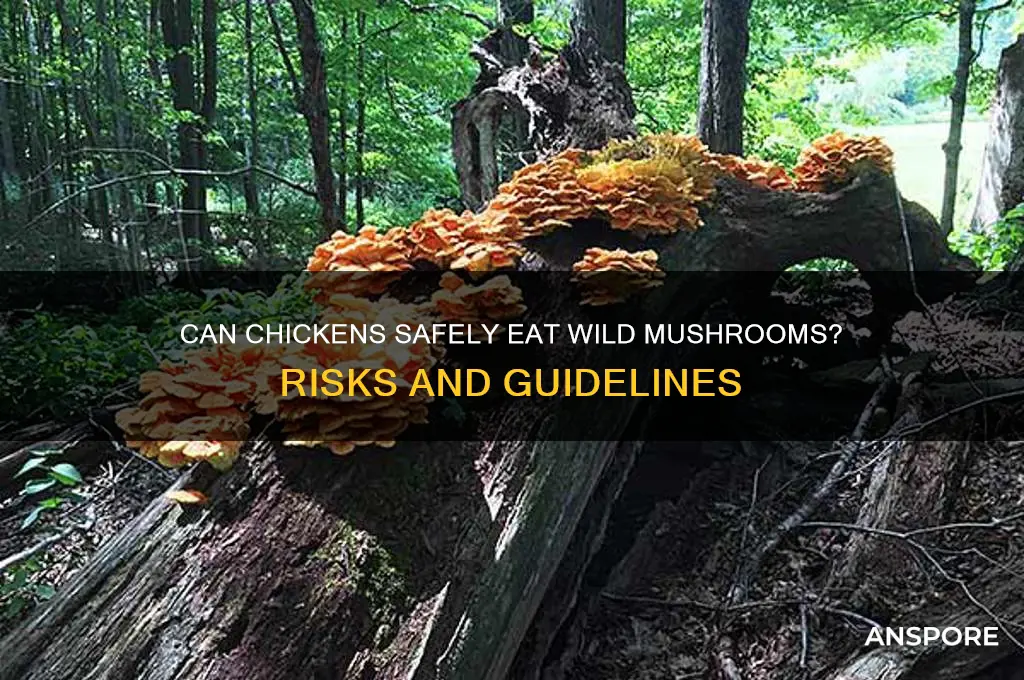 can chickens eat wild mushrooms