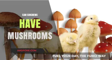 Can Chickens Safely Eat Mushrooms? A Comprehensive Feeding Guide
