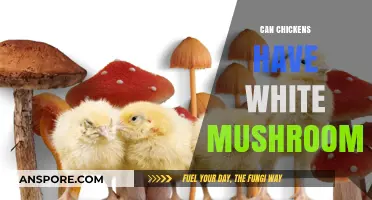 Can Chickens Safely Eat White Mushrooms? A Feeding Guide