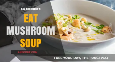 Can Chihuahuas Safely Enjoy Mushroom Soup? A Pet Owner's Guide