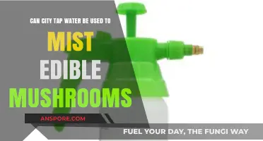 Using City Tap Water for Misting Edible Mushrooms: Safe or Risky?
