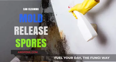 Cleaning Mold: Does It Release Spores and How to Prevent It?