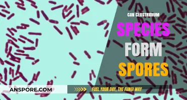 Understanding Clostridium Species: Their Ability to Form Spores Explained