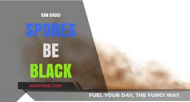 Are Cocci Spores Ever Black? Unraveling the Color Mystery