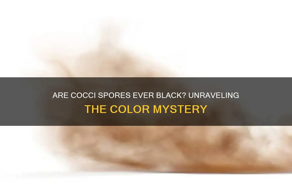 can cocci spores be black