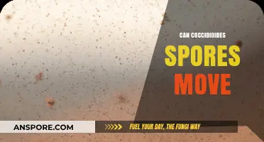 Can Coccidioides Spores Travel Through Air and Spread Infections?