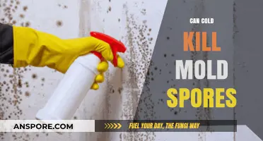 Can Cold Temperatures Effectively Kill Mold Spores? The Truth Revealed