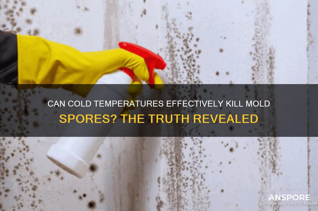 can cold kill mold spores