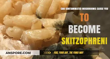 Contaminated Mushrooms and Schizophrenia: Unraveling the Myth and Facts