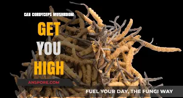 Can Cordyceps Mushroom Induce a High? Separating Fact from Fiction