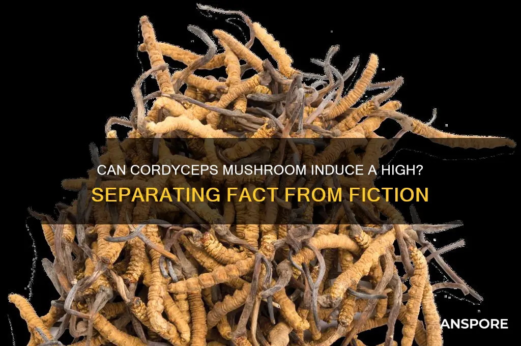 can cordyceps mushroom get you high