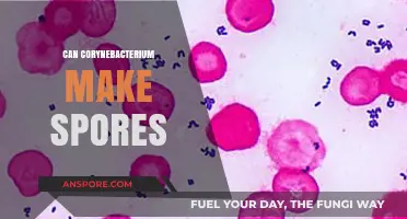 Can Corynebacterium Form Spores? Unraveling the Bacterial Survival Mystery