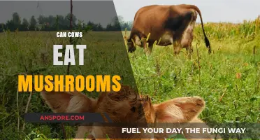 Can Cows Safely Eat Mushrooms? Exploring Risks and Benefits