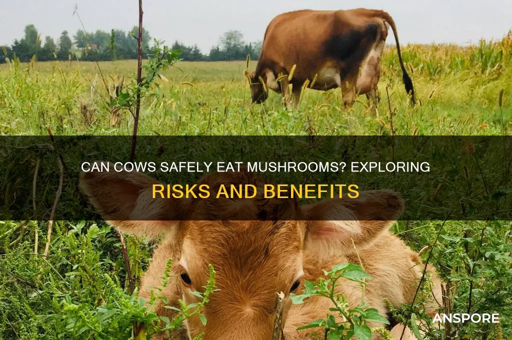 can cows eat mushrooms