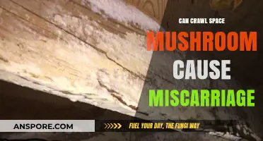 Can Crawl Space Mushrooms Cause Miscarriage? Uncovering the Truth