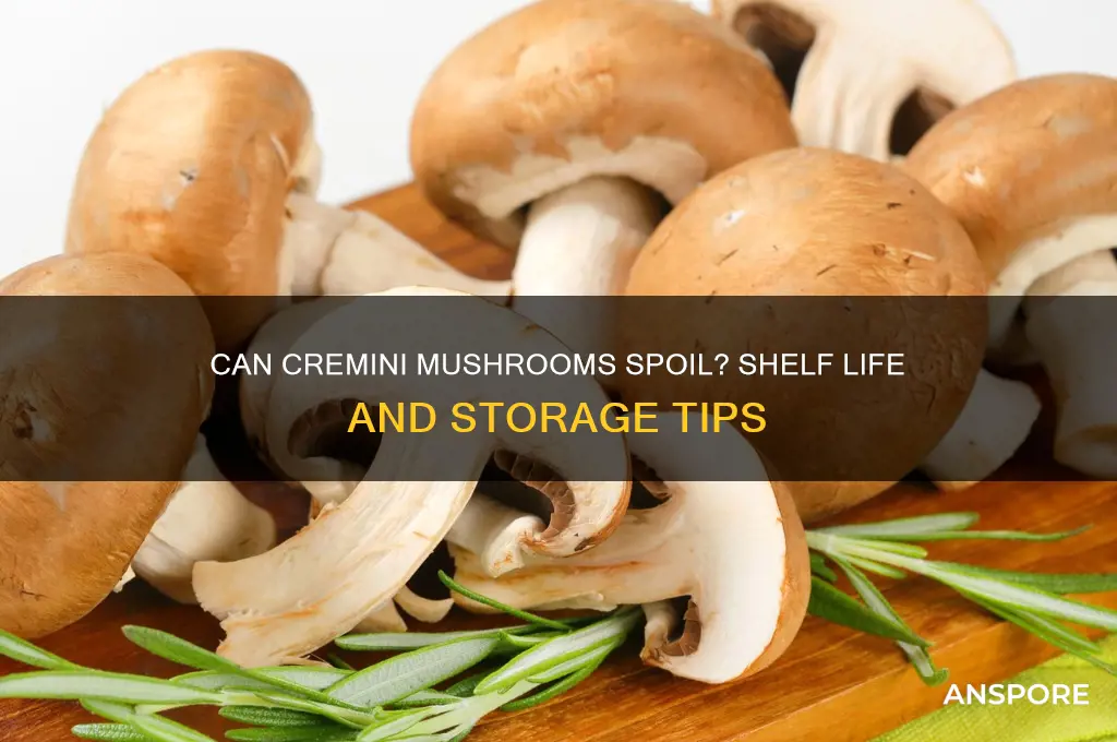 can cremini mushrooms go bad