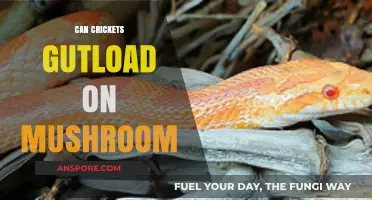 Mushroom Gutloading for Crickets: Benefits, Risks, and Best Practices