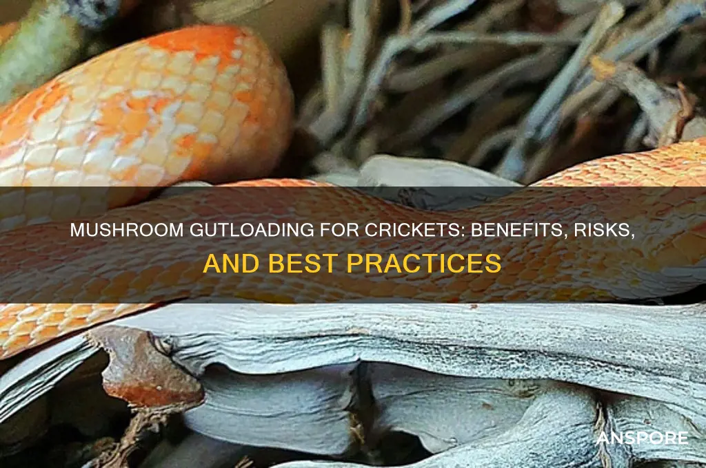 can crickets gutload on mushroom