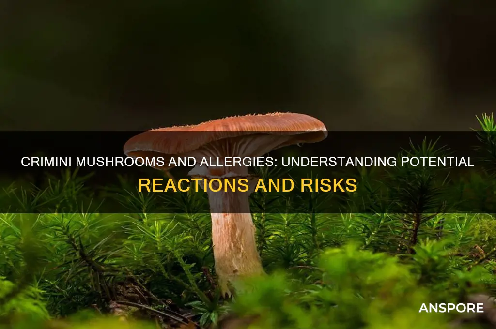 can crimini mushrooms trigger allergic reactions