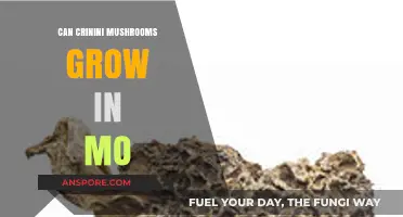 Can Crinini Mushrooms Thrive in Missouri's Climate and Soil?