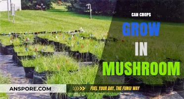 Can Crops Thrive in Mushroom Substrates? Exploring Myco-Agriculture Innovations