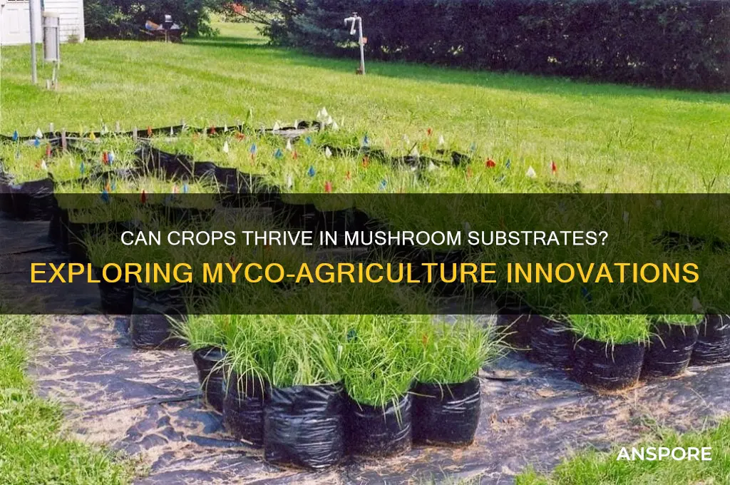 can crops grow in mushrooms