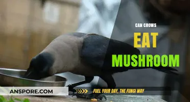 Can Crows Safely Eat Mushrooms? Exploring Their Dietary Habits