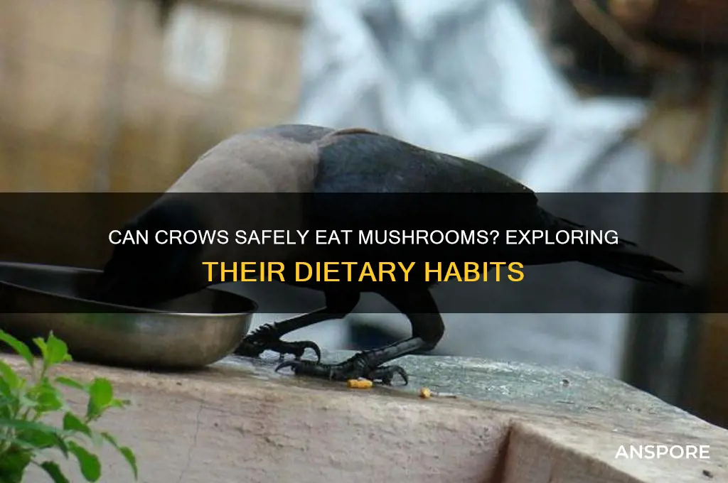 can crows eat mushroom