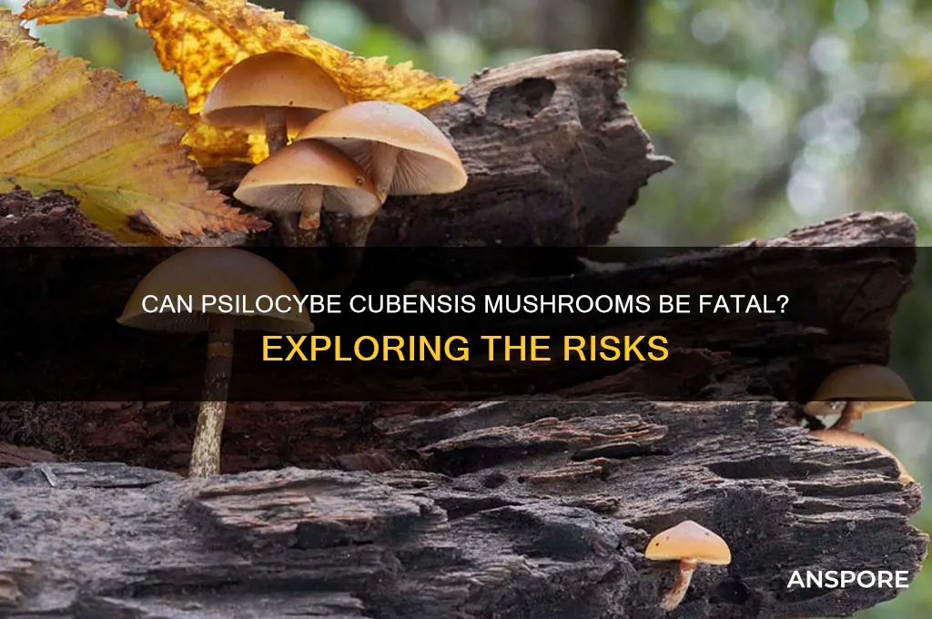 can cubensis mushroom kill you