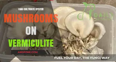 Cultivating Oyster Mushrooms on Vermiculite: A Simple Growing Medium Guide