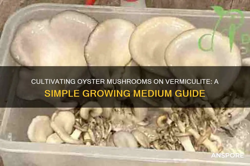 can cultivate oyster mushrooms on vermiculite