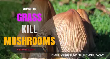 Does Mowing Your Lawn Harm Mushroom Growth? Surprising Facts Revealed