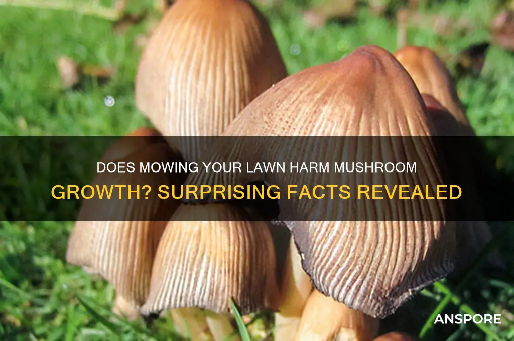 can cutting grass kill mushrooms