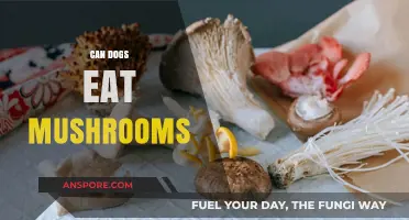 Can Dogs Safely Eat Mushrooms? Risks and Benefits Explained
