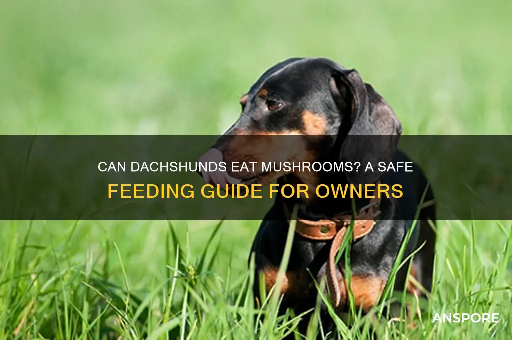 can dachshunds eat mushrooms