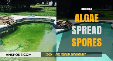 Can Dead Algae Spread Spores? Unraveling the Mystery of Algal Reproduction