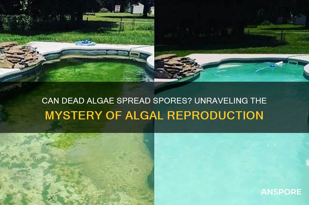 can dead algae spread spores