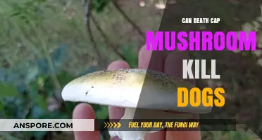 Death Cap Mushrooms: Deadly Threat to Dogs and Prevention Tips
