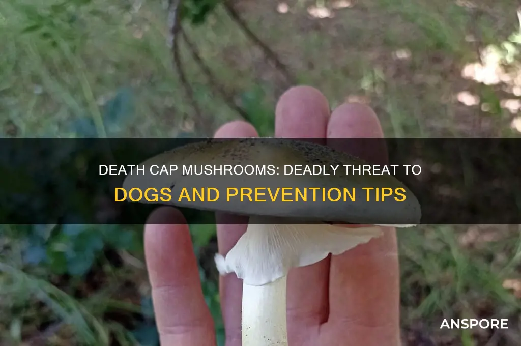 can death cap mushrooms kill dogs