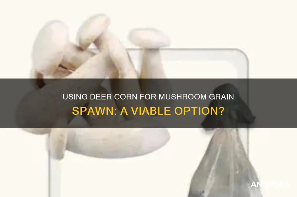 can deer corn be use for mushroom grain spawn