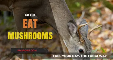 Can Deer Safely Eat Mushrooms? Exploring Their Dietary Habits