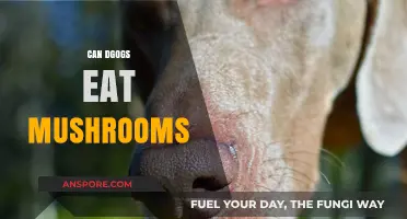 Can Dogs Eat Mushrooms? Safety Tips and Risks Explained