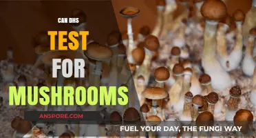 Can DHS Test for Mushrooms? Exploring Detection Methods and Legal Implications